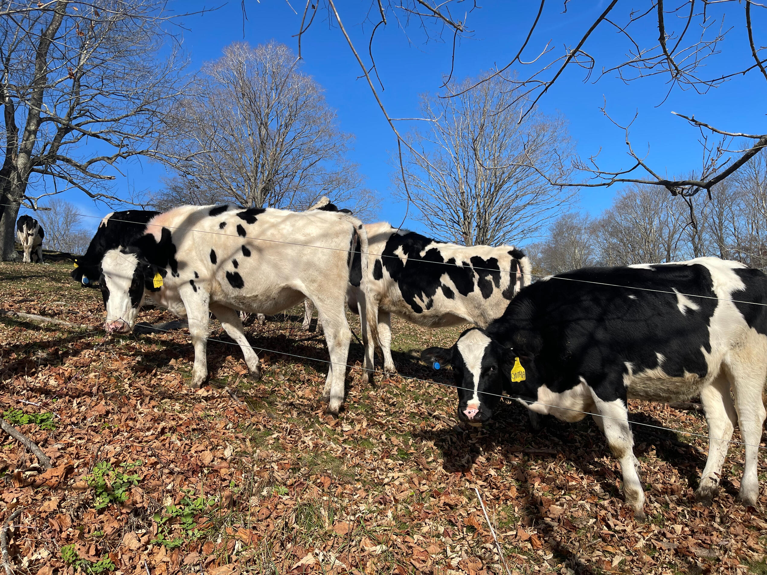 Coworkers Cynthia + Lisa from Silloway Farms